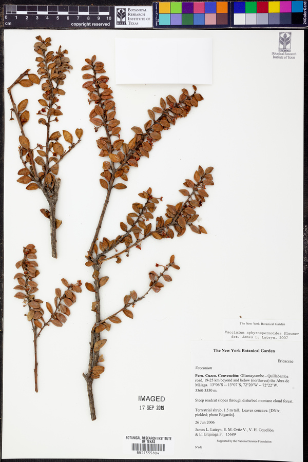 Sphyrospermum myrtifolium image