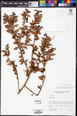 Sphyrospermum myrtifolium image