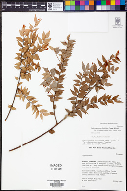 Sphyrospermum buxifolium image