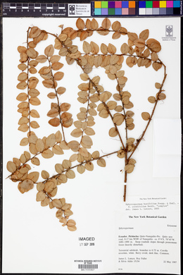 Sphyrospermum buxifolium image