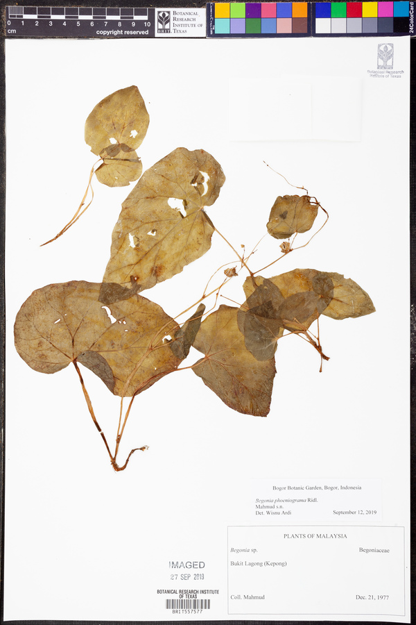Begonia phoeniogramma image