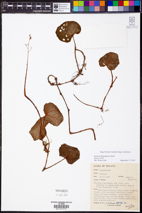 Begonia thaipingensis image