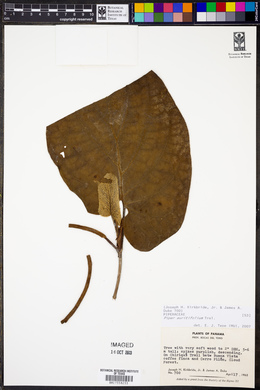 Piper auritifolium image