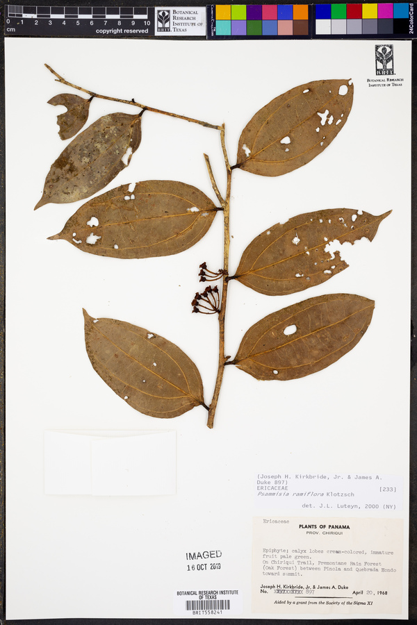 Psammisia ramiflora image