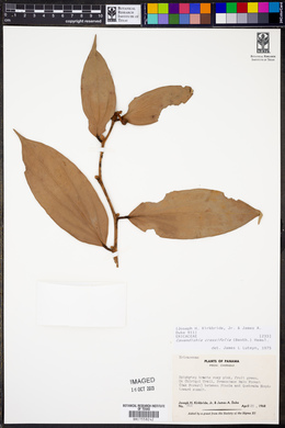 Cavendishia crassifolia image