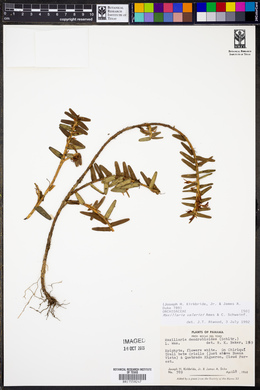 Maxillaria valerioi image