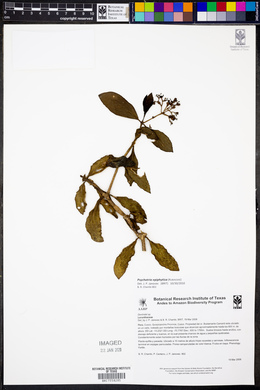 Notopleura epiphytica image