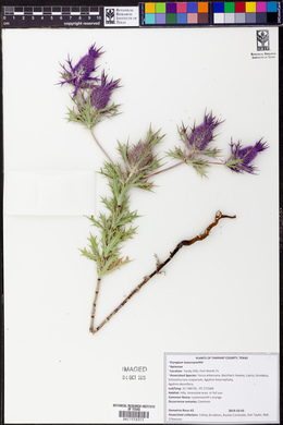 Eryngium leavenworthii image