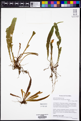 Elaphoglossum stenoglossum image