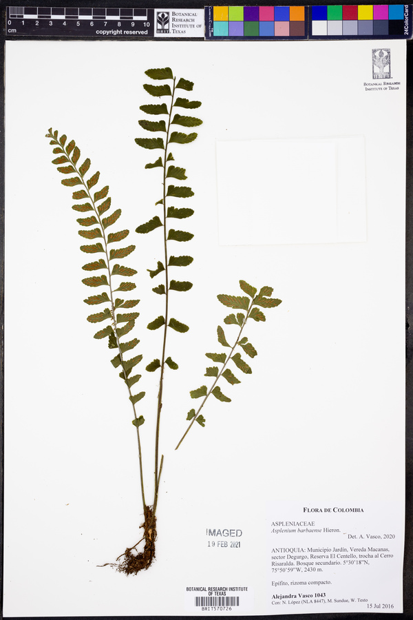 Asplenium barbaense image