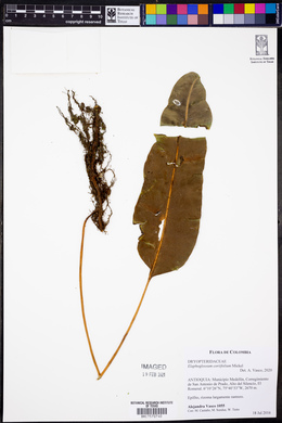 Elaphoglossum coriifolium image