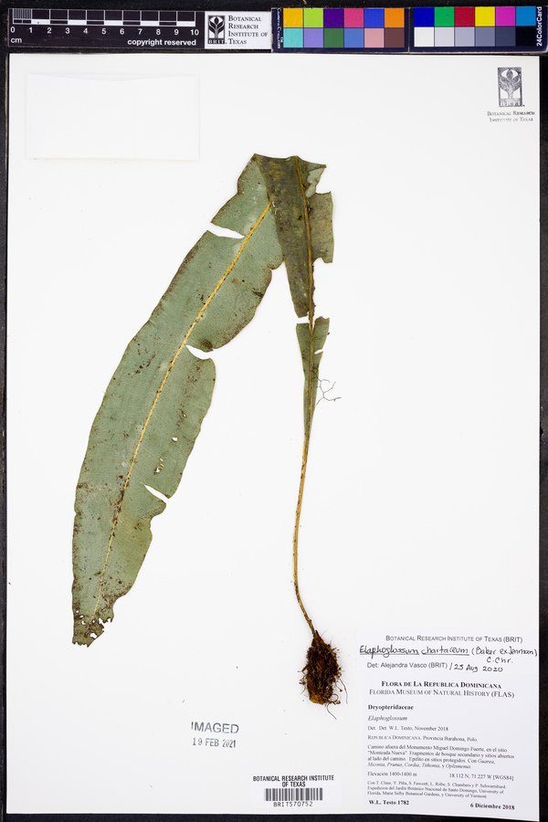 Elaphoglossum chartaceum image