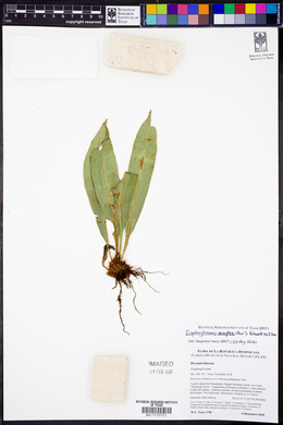 Elaphoglossum simplex image