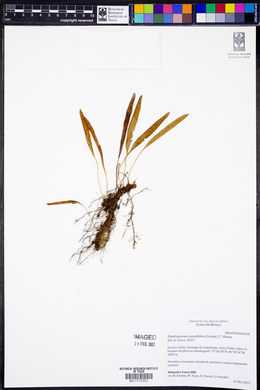 Elaphoglossum tenuifolium image