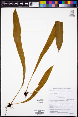 Elaphoglossum vestitum image