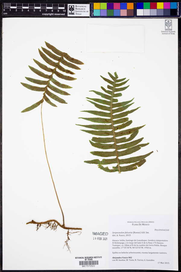 Serpocaulon falcaria image