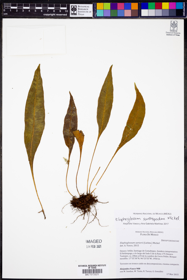 Elaphoglossum xanthopodum image