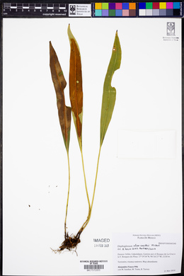 Elaphoglossum alan-smithii image