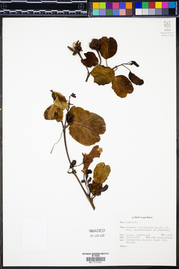 Ipomoea pes-caprae image