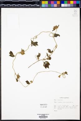 Ipomoea pes-tigridis image