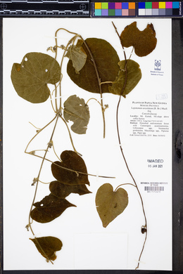 Ipomoea urceolata image