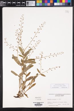SEINet - AZ/NM Node - Myosotis sylvatica