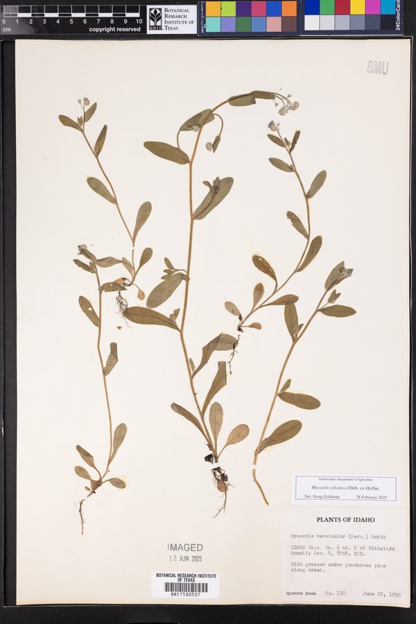 SEINet - AZ/NM Node - Myosotis sylvatica