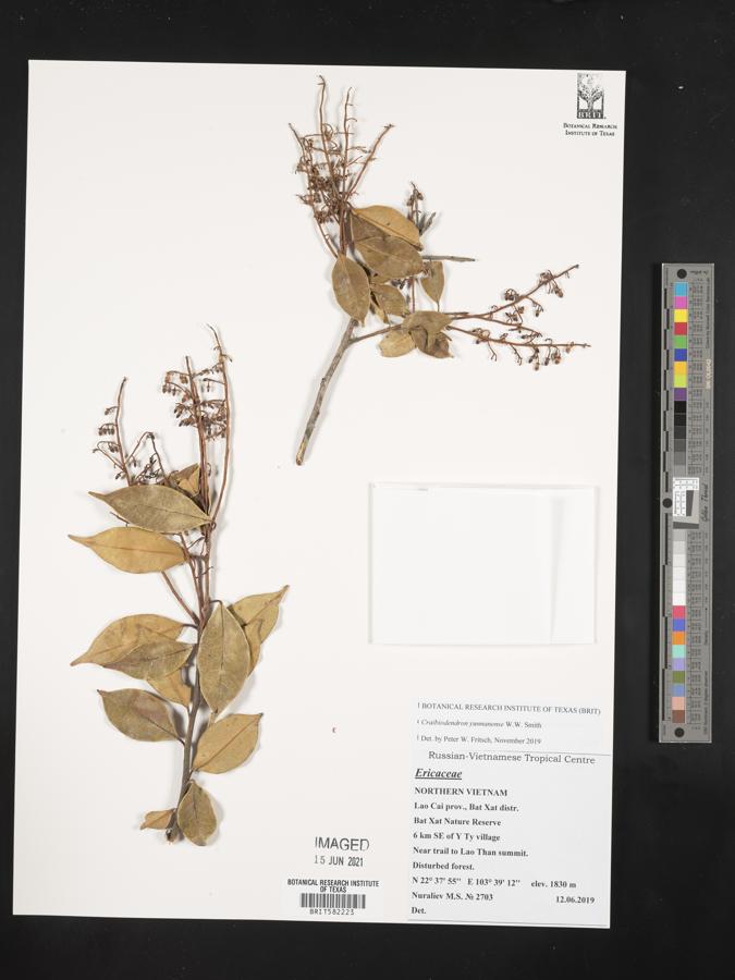 Craibiodendron yunnanense image