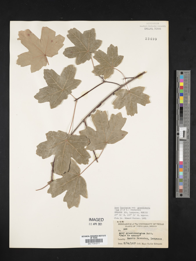 Acer grandidentatum var. grandidentatum image