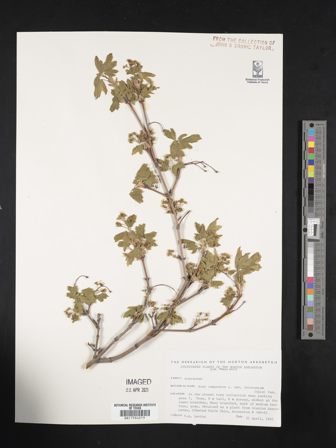 Acer campestre subsp. leiocarpum image
