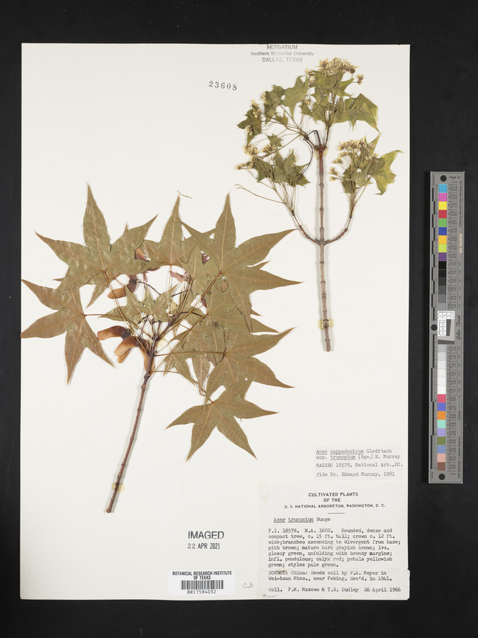 Acer truncatum image