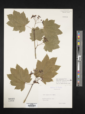 Acer circinatum image