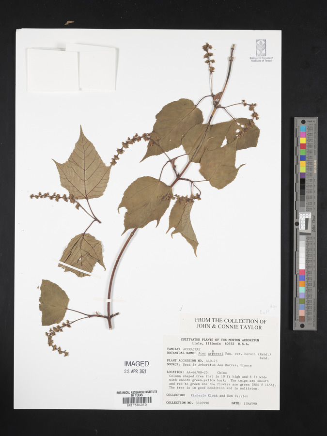 Acer grosseri image