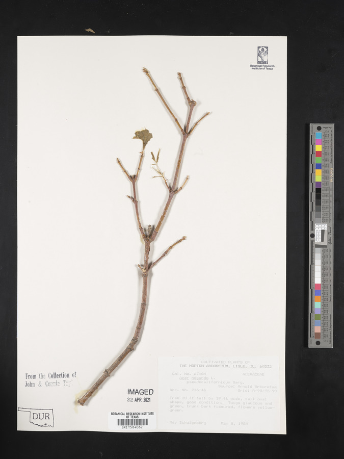 Acer negundo subsp. negundo image