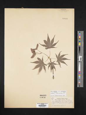 Acer palmatum subsp. amoenum image