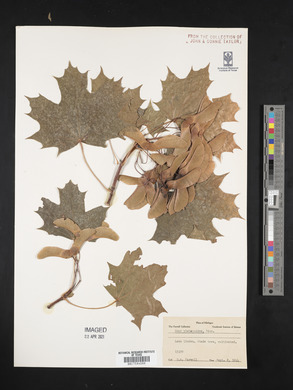 Acer platanoides image