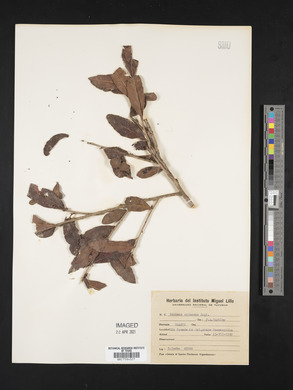 Schinus spinosus image