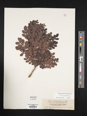 Image of Schinus weinmanniifolia