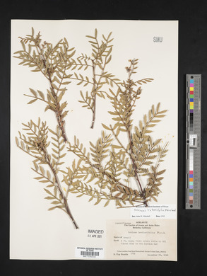 Schinus lentiscifolia image