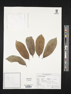 Annona muricata image