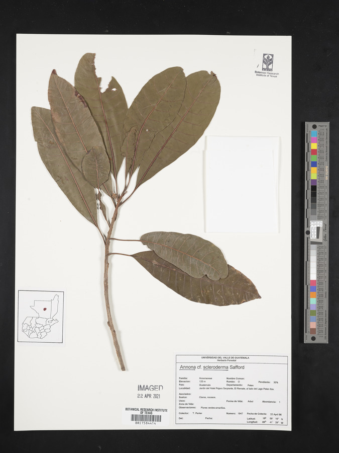 Annona scleroderma image