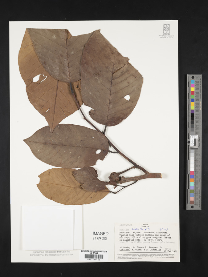 Annona edulis image