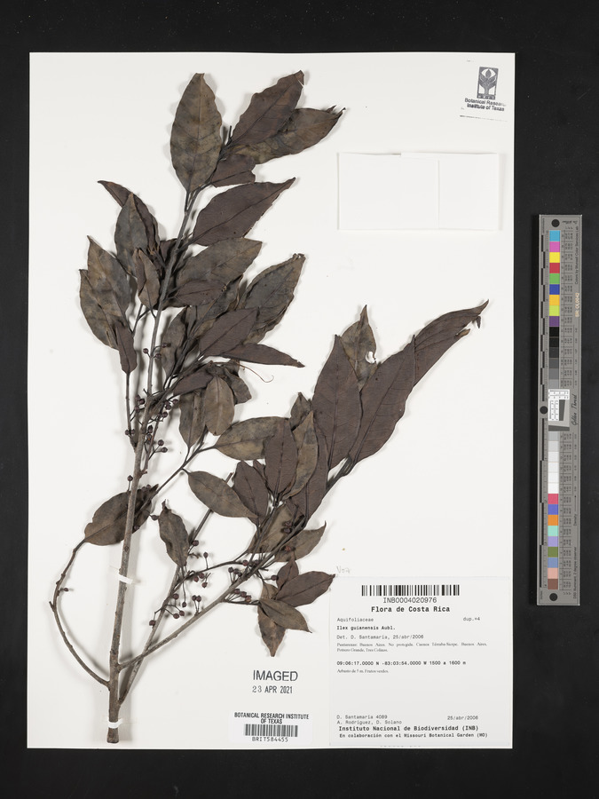 Ilex guianensis image