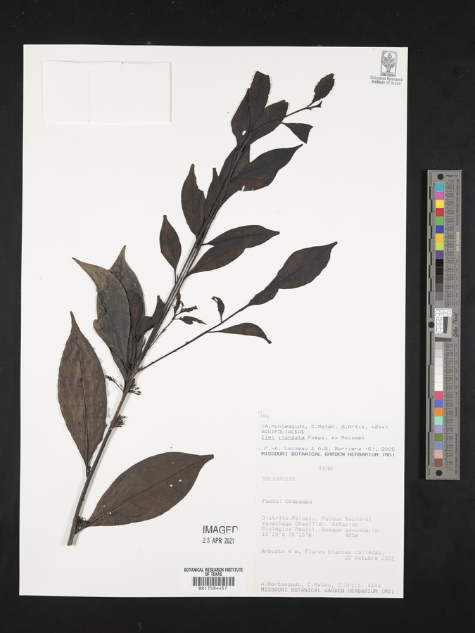 Ilex inundata image