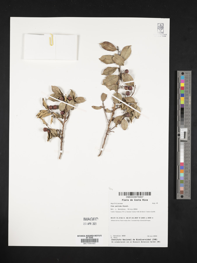 Ilex pallida image
