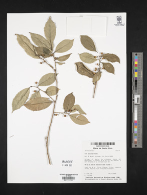 Ilex pallida image