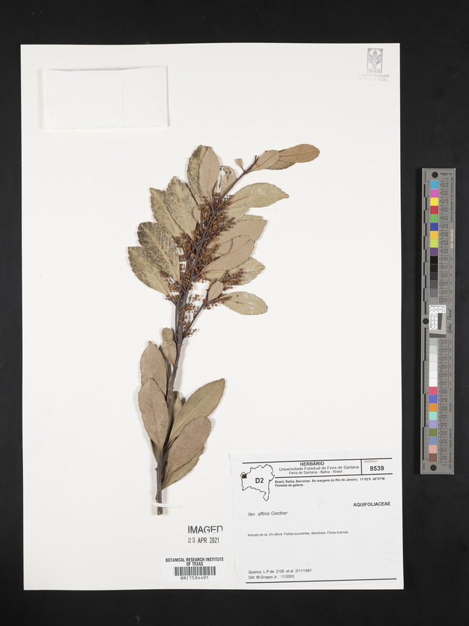 Ilex affinis image