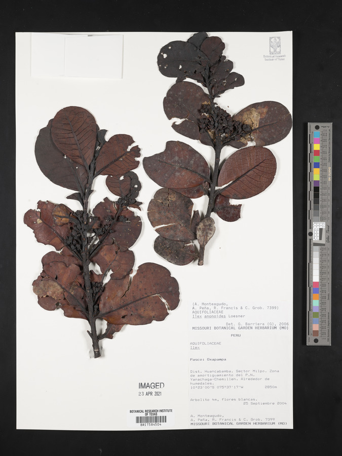 Ilex anonoides image