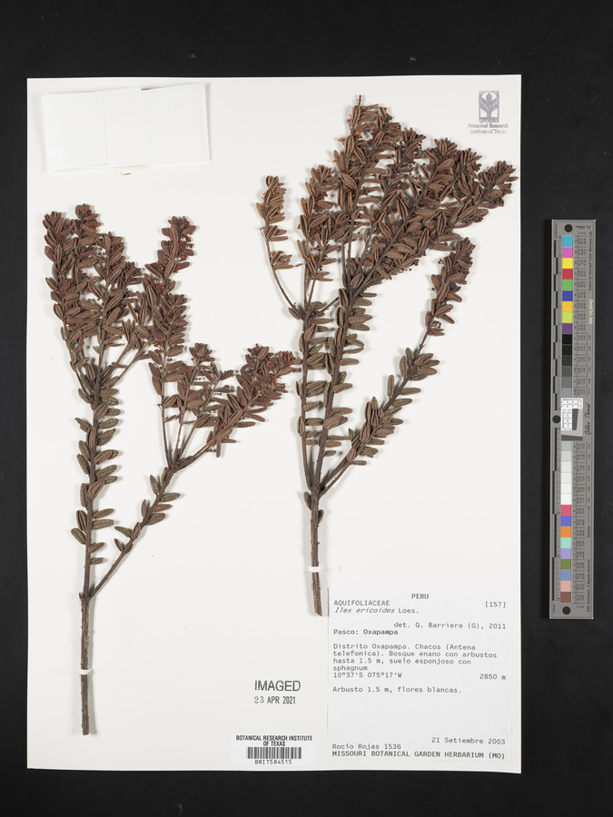 Ilex ericoides image