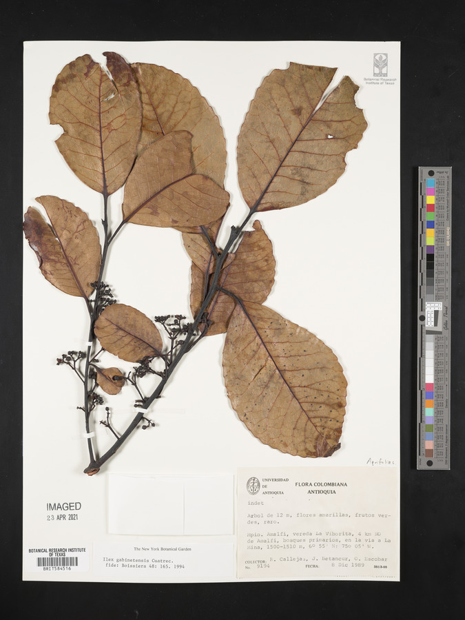 Ilex gabinetensis image